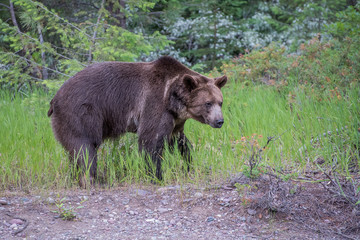 Wall Mural - wet grizzly bear walking along the edge of the woods