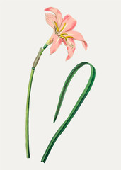 Poster - Spofforth fairy lily