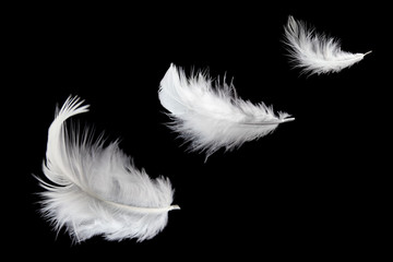 white feather isolated on black background