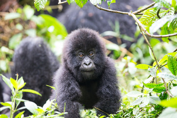 Baby Mountain Gorilla (Gorilla beringei beringei)  being playful in the jungle of Rwanda.