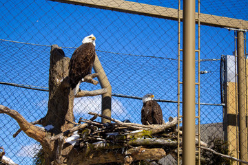 bald eagle in the zoo