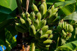 © Kittiphat - Fresh Green Unripe banana Cluster plantation cultivation in South East Asia
