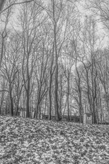  Winter Woods