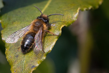 Wall Mural - honey bee