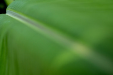 Aufkleber - Green Banana Leaf Background