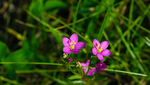 Seaside Centaury Or Centaurium Littorale Small Pink Flowers In Grass Close-up, Selective Focus, Shallow DOF