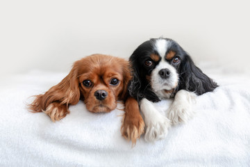 Wall Mural - Two dogs lying together