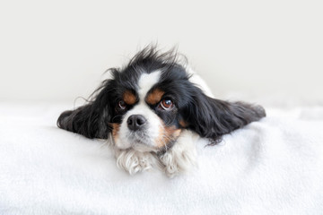 Wall Mural - Portrait of a dog