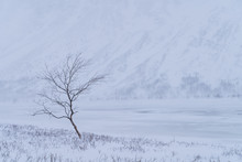 A Lone Birch Tree In A Snow Covered Valley In Laponia. Rapadalen, Sarek.