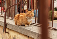 Cyprus Lone Kitten Sitting On Low Wall Behind Brown Fence And Waiting For Some Gift From Passerby. Amazing Redheaded Alley Cat. Nicosian Cat