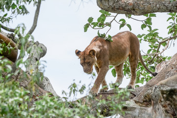  Portrait Lion Tree