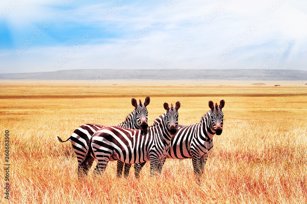 Group of wild zebras in the African savanna against the beautiful blue sky with clouds. Wildlife of Africa. Tanzania. Serengeti national park. - obrazy, fototapety, plakaty 