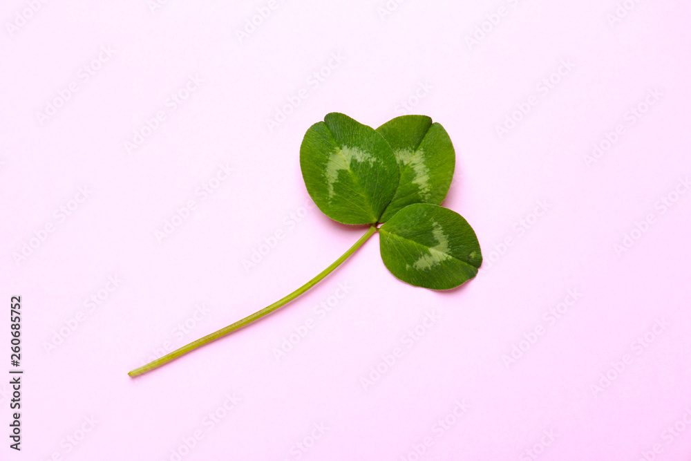 Fresh green clover on color background
