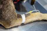 Fototapeta  - Intravenous catheter in a cephalic vein of a dog