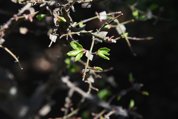 Sticker - Winged spindle tree (Euonymus alatus)