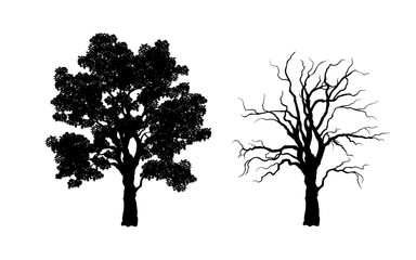 Wall Mural - Black silhouette of tree. Forest plant. Isolated image of branchs