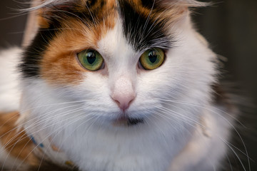 face of a beautiful cat close-up. green eyes. a look without emotion