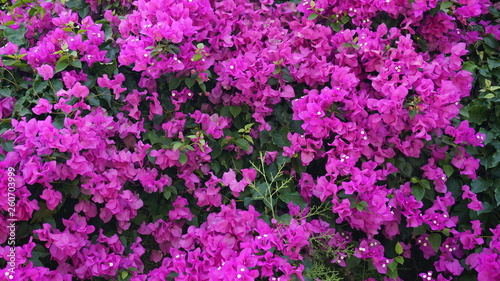 Cuadros en Lienzo Purple bougainvillea flowers texture pattern background