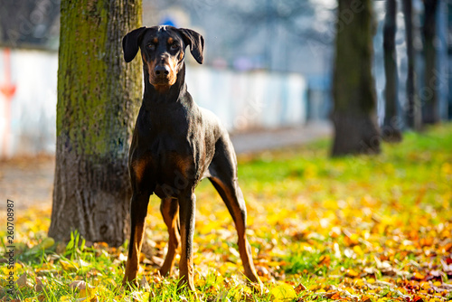 Photographie dobermann in piedi dentro a un'aiuola