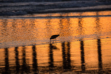 Silhouette And Reflection Of A Shorebird Searching For Food In The Outgoing Tide