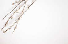 Willow On A White Background For Palm Sunday. Willow Catkins On White Background Copy Space Easter, Willow Twigs