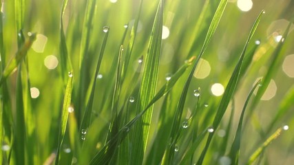 Poster - Green grass with waterdrops or dewdrops background. Nature concept in morning sunrise lights