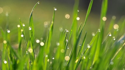 Poster - Camera moving through meadow with fresh green grass with water drops early in the morning