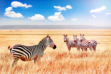Wall Mural - group of wild zebras in the african savanna against the beautiful blue sky with white clouds. wildli