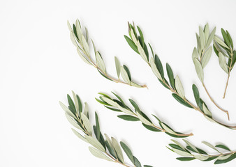 olive branch flat lay on white background