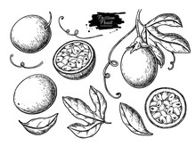 Passion Fruit Vector Drawing Set. Hand Drawn Tropical Food Illustration. Engraved Summer Passionfruit
