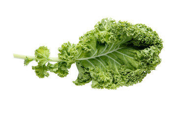 Fresh green organic kale leaf isolated on white.