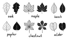 Set Of Black Silhouettes And Outline Leaves Isolated On White Background. Oak, Maple, Poplar, Beech, Chestnut, Alder Foliage For Your Design. Hand Drawn Art.