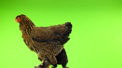 Sticker - chicken and small rooster rotates on a green screen