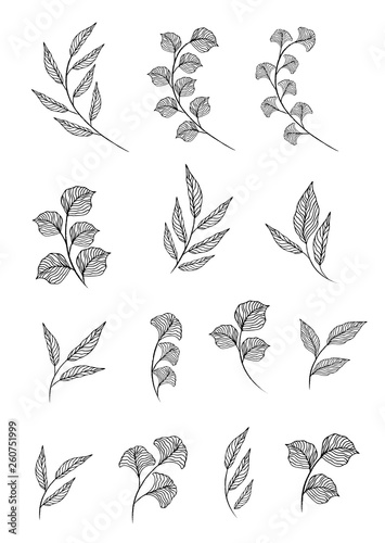 Vector designer elements set collection of greeng leaves herbs