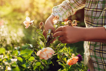 Senior Woman Gathering Dry Flowers In Garden. Middle-aged Woman Cutting Roses Off. Gardening Concept