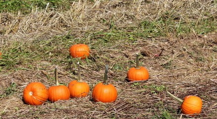 pumpkins in grass , in a pumpkin patch.