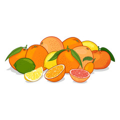 Wall Mural - Vector Cartoon Set of Citrus Fruits