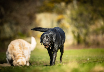 Wall Mural - The Labrador