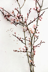 Wall Mural - Spring blooming branch, flat lay composition