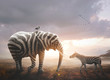 canvas print picture - Elephant with zebra stripes