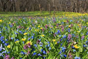 wild spring flowers on meadow