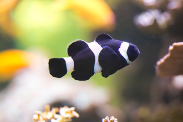 ocellaris clownfish, false percula clownfish, common clownfish (amphiprion ocellaris).