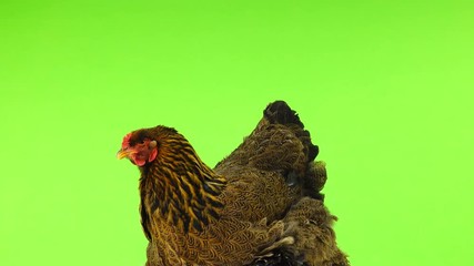 Poster - chicken rotates on green screen