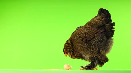 Sticker - chicken pecks egg on green screen