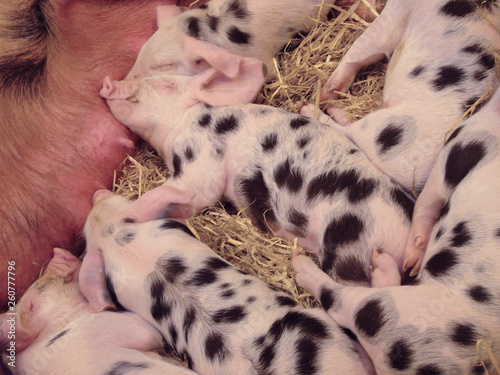 Cochon Ferme Cochonnet Cochon Rose Ensemencer Dalmatien Dormir Allaiter Agriculture Mammifere Bebe Joli Porc Nature Jeune Paille Animal Petit Bebe Betail Groin Domestique Stock Photo Adobe Stock