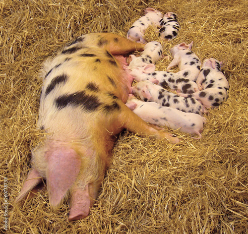 Cochon Ferme Cochonnet Cochon Rose Ensemencer Dalmatien Dormir Allaiter Agriculture Mammifere Bebe Joli Porc Nature Jeune Paille Animal Petit Bebe Betail Groin Domestique Stock Photo Adobe Stock