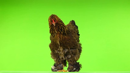 Sticker -  brahma chicken isolated on green screen