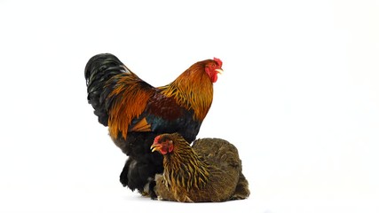 Poster - Brahma rooster and chicken isolated on white screen