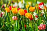 Fototapeta Tulipany - Bunte Tulpen im Frühling