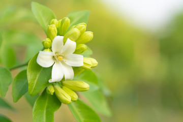  White flower in the natural background beautiful.Orange jasmine